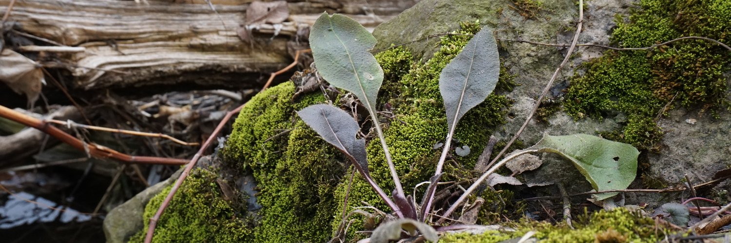 maggsbain's profile banner image
