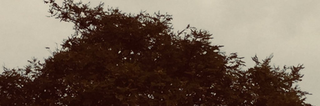 🍉Sunflower🍉 banner