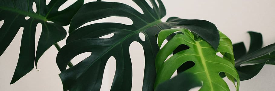 celestenicole77's profile banner image