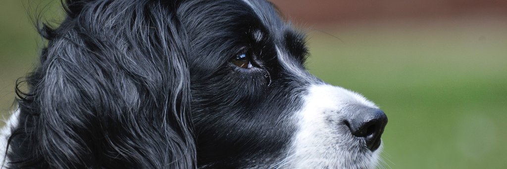 bbrsnapper's profile banner image