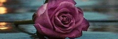 limon_mayte's profile banner image