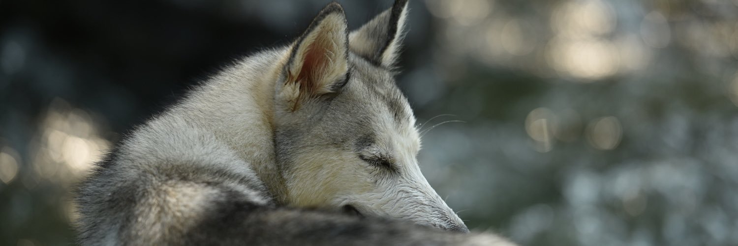 kingalps_z's profile banner image