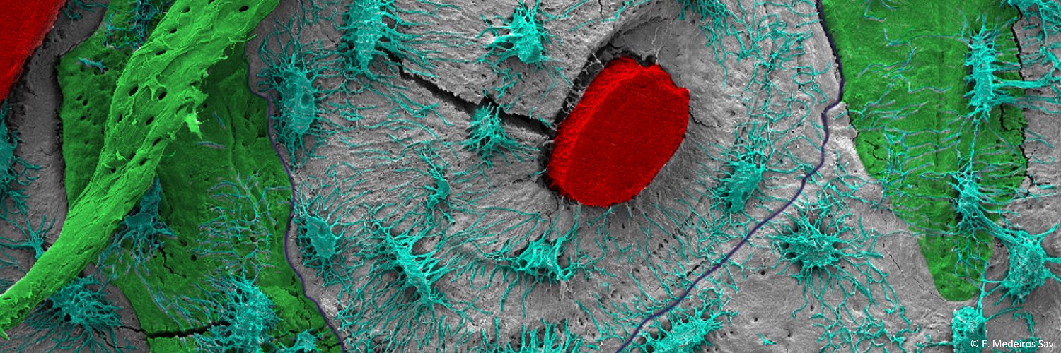 Dr Nathalie Bock banner