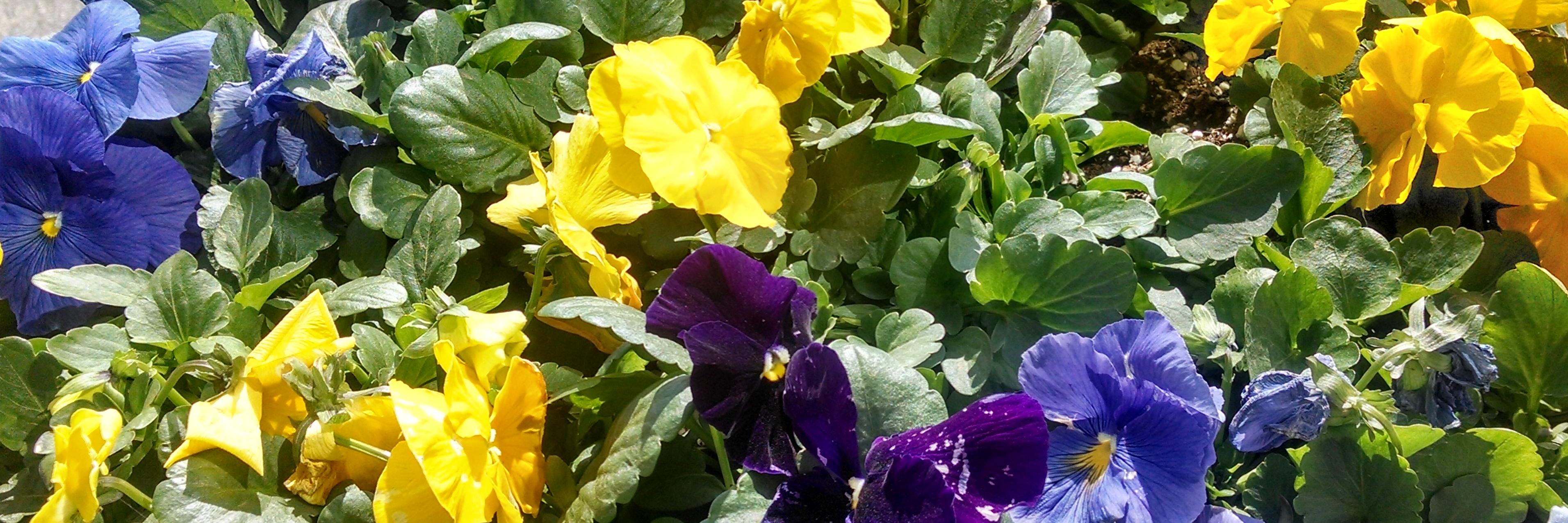 JenSimonis's profile banner image