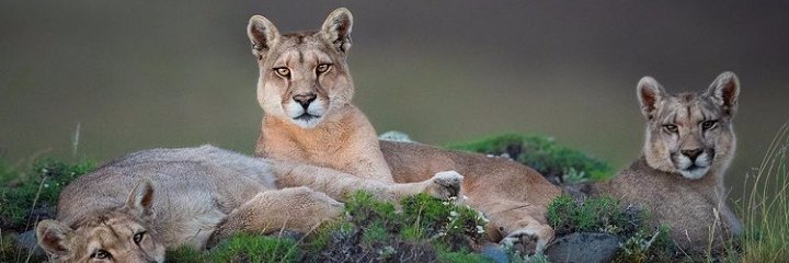 SenDharmesh's profile banner image