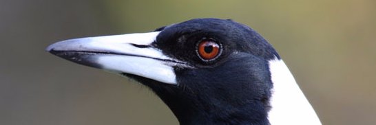 rampago's profile banner image