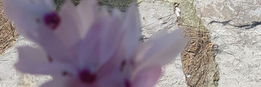 graceofou's profile banner image