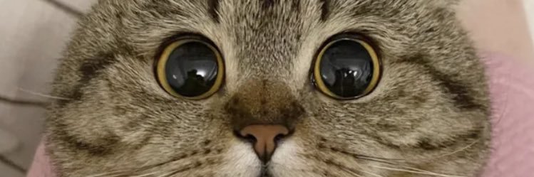 Cddlevi_'s profile banner image