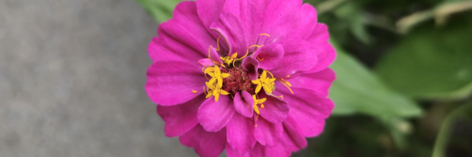 HazelBee's profile banner image