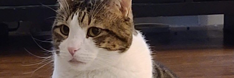 Stevie Marie banner