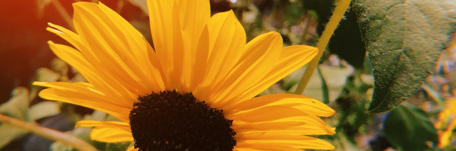 laurrwagnerr's profile banner image