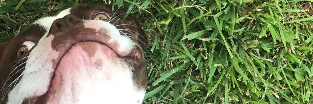 katieveeeeeeee's profile banner image