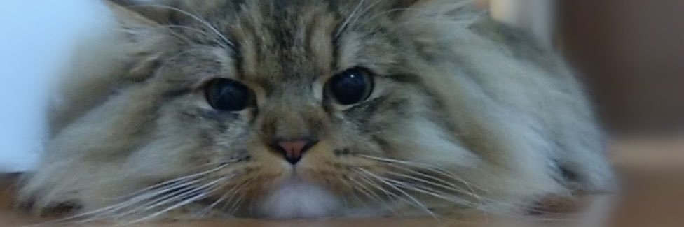 GENERAL_LS1987's profile banner image