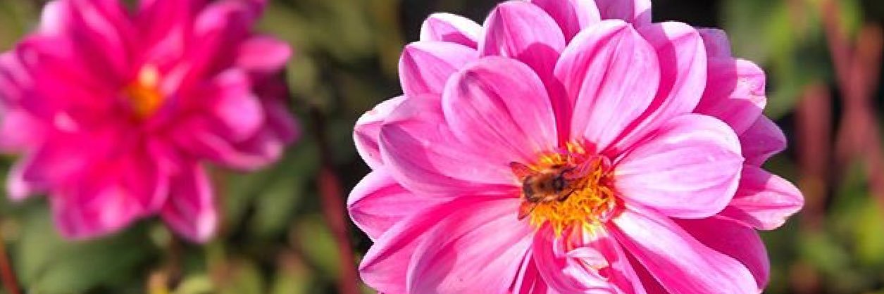 hannahlukacs's profile banner image