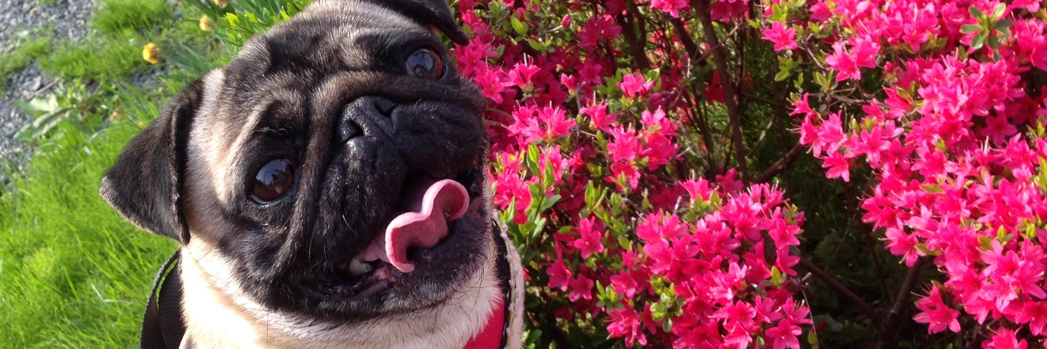header image