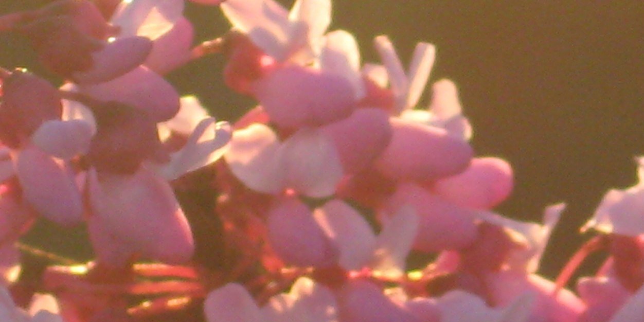 SunshineD1974's profile banner image