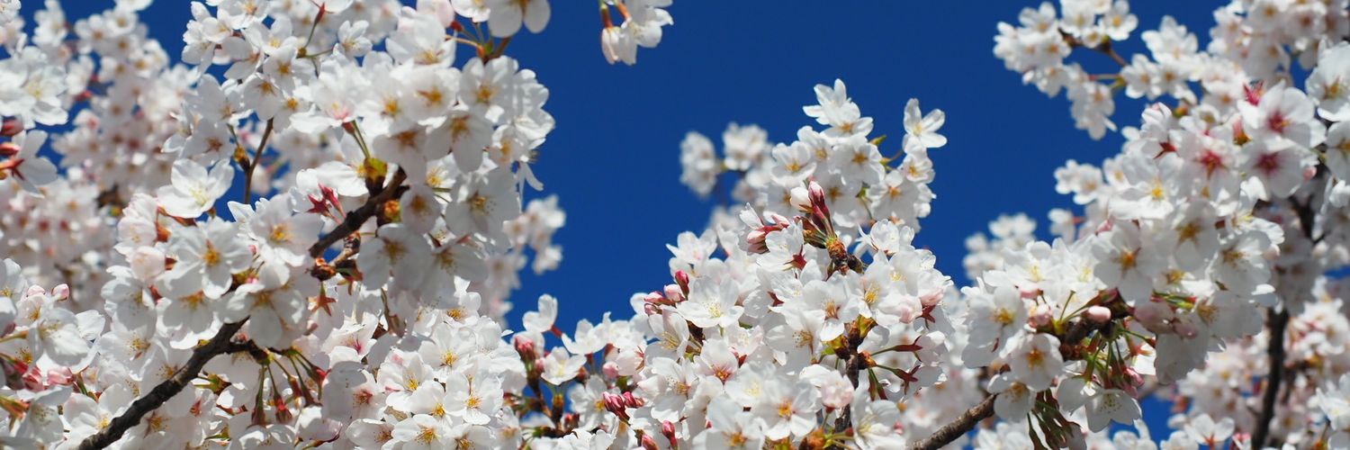 nowshiro's profile banner image