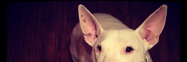 VikingAshley's profile banner image