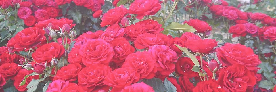 y6101482's profile banner image