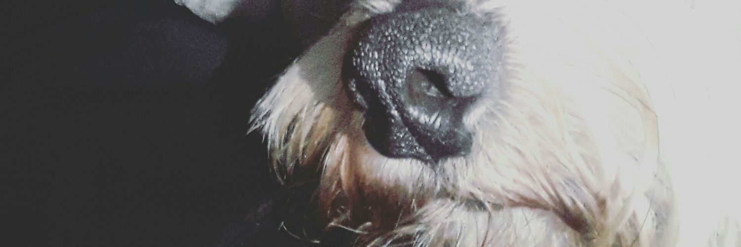 FernandaJuya's profile banner image