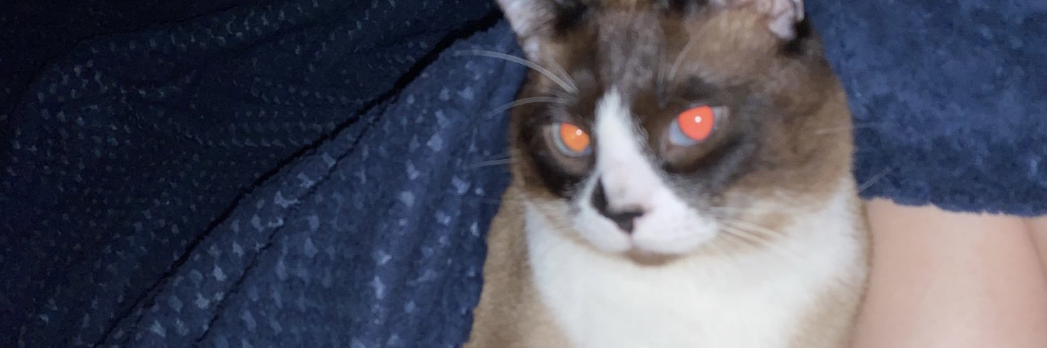 TcheleMonik's profile banner image