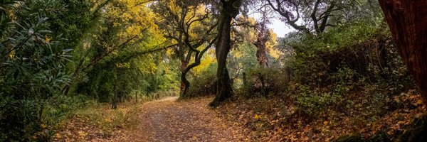 toscanodavid Profile Banner