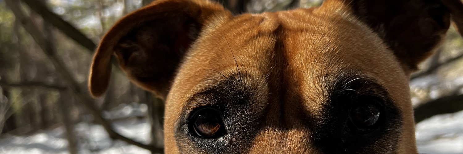 CalonAnaelle's profile banner image