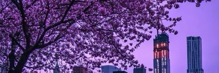 🐰TuZi.eth banner
