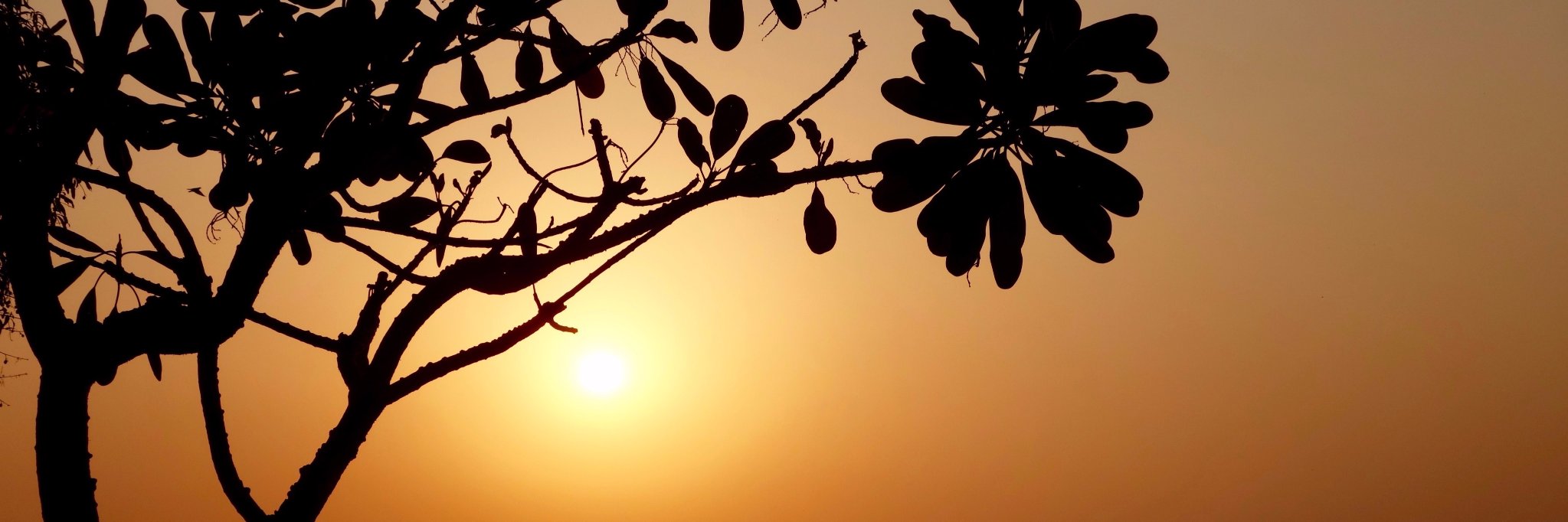 Wallaroo's profile banner image