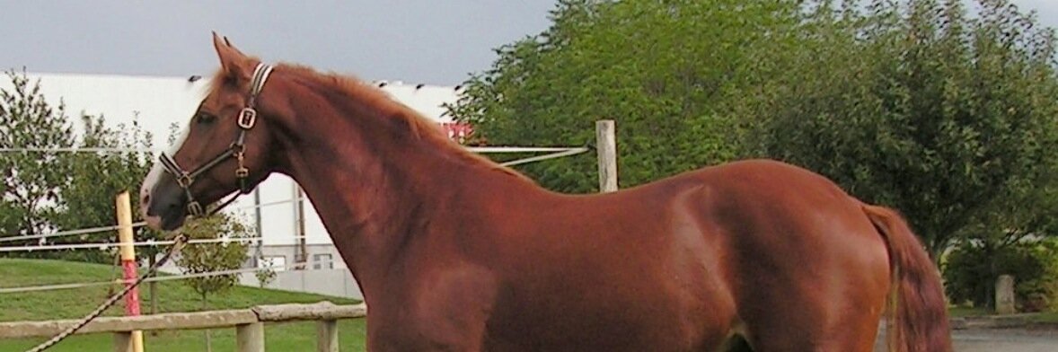 aPatrickMcManus's profile banner image