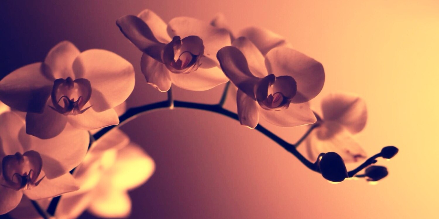 KendallHowell15's profile banner image