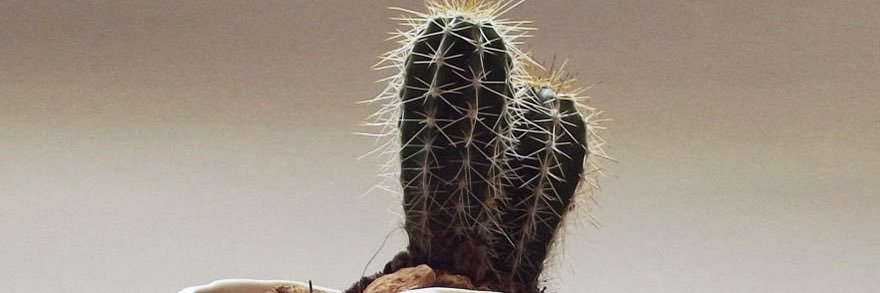 majabaluarte's profile banner image