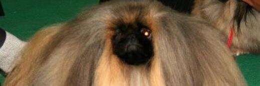 GriffCam's profile banner image