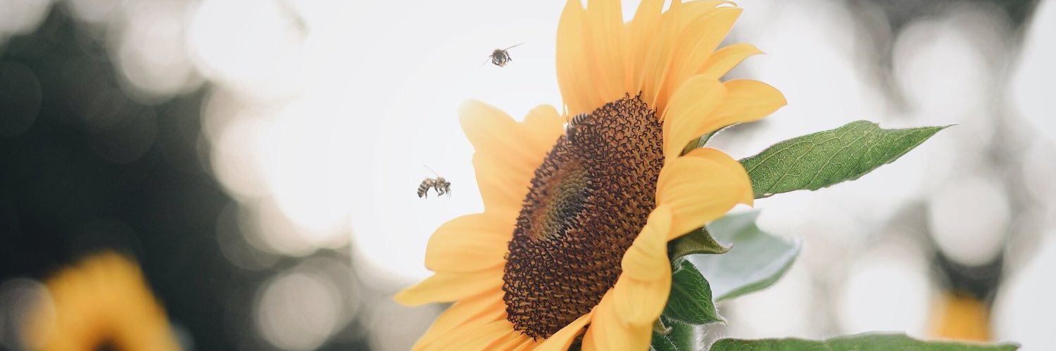 Sunflowers 🌻 banner