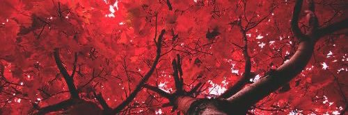 A girl has no name | team black🖤 banner