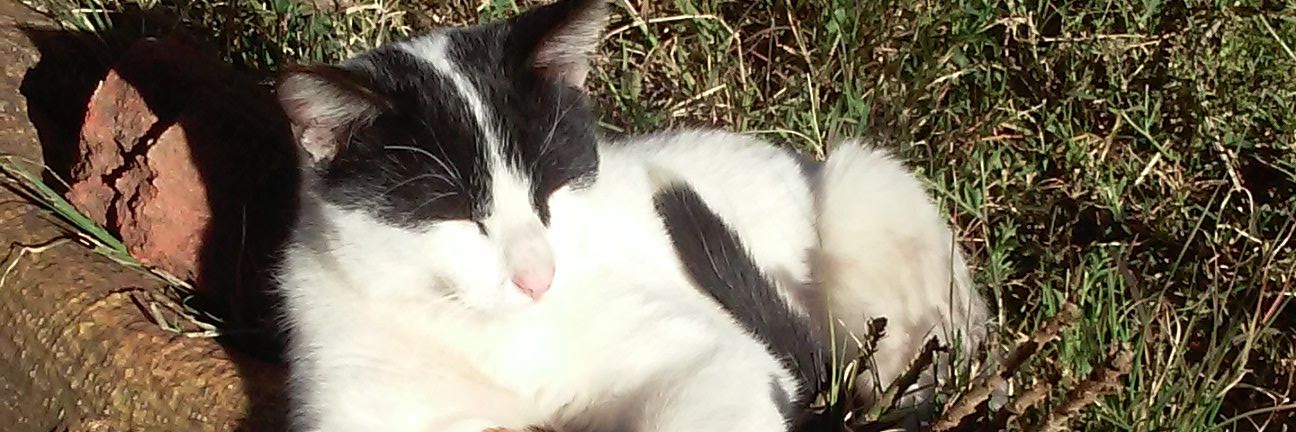 MagaaNancy's profile banner image