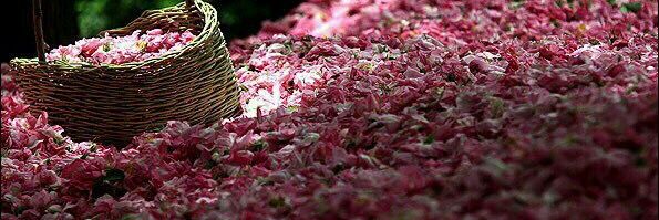 أبو بدرے banner