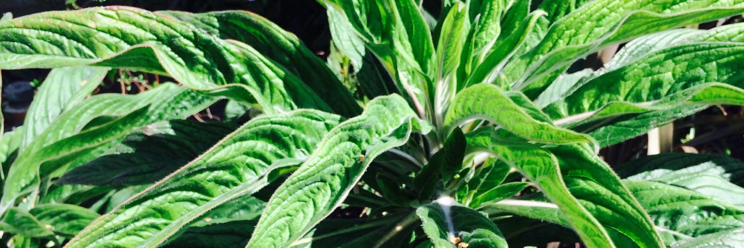 Jess Sunderland banner