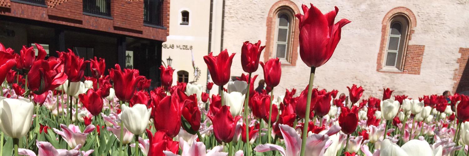 Eliza_beff's profile banner image