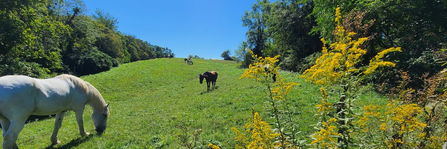 Scenes of the Bluegrass banner