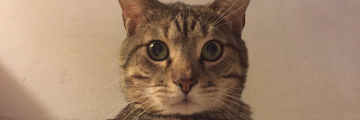 Ery_cat87's profile banner image