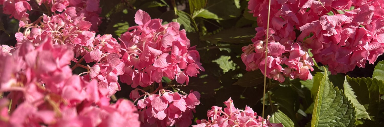 LeoOna_May's profile banner image