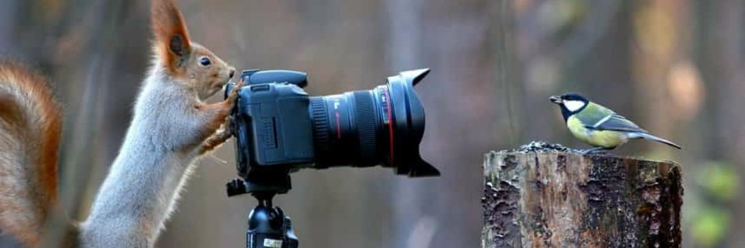 /// O’brien P banner