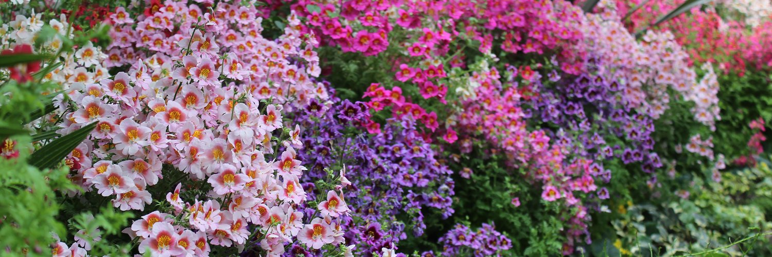 StephdeBem's profile banner image