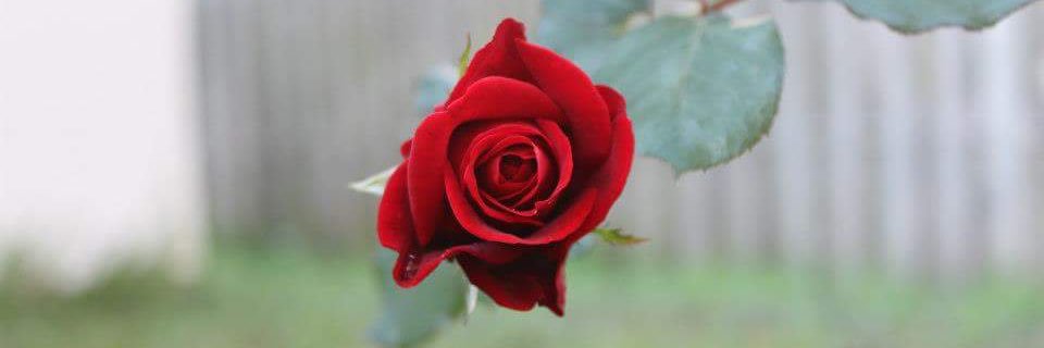 liz_Tagg's profile banner image