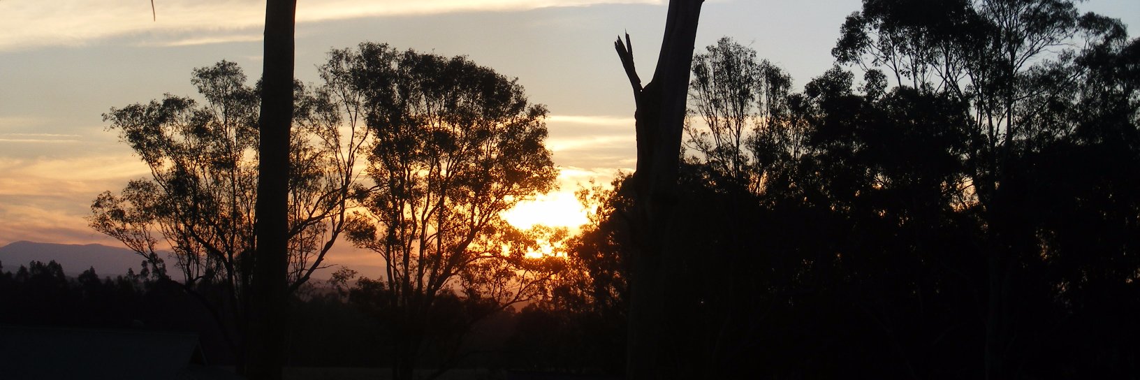 David (Aussiegrif) banner