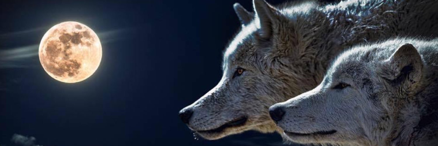 BeventDog's profile banner image