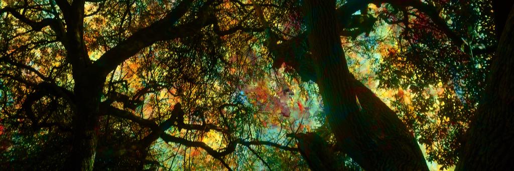 treeofgreens's profile banner image