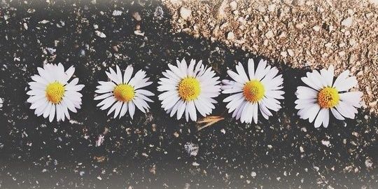 Aliahishijima1's profile banner image