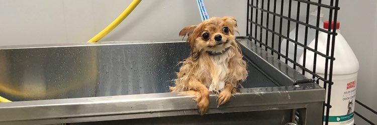 ellendixon_'s profile banner image